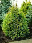   <BR>Thuja occidentalis 
            'Stolwijk'